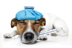 Kranker Hund mit Fieberthermometer im Maul