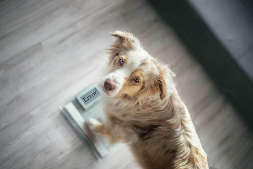 Herzinsuffizienz beim Hund Hundefutter ohne Getreide