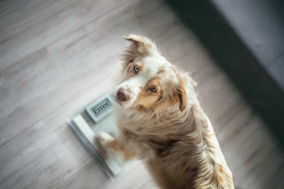 Herzinsuffizienz beim Hund