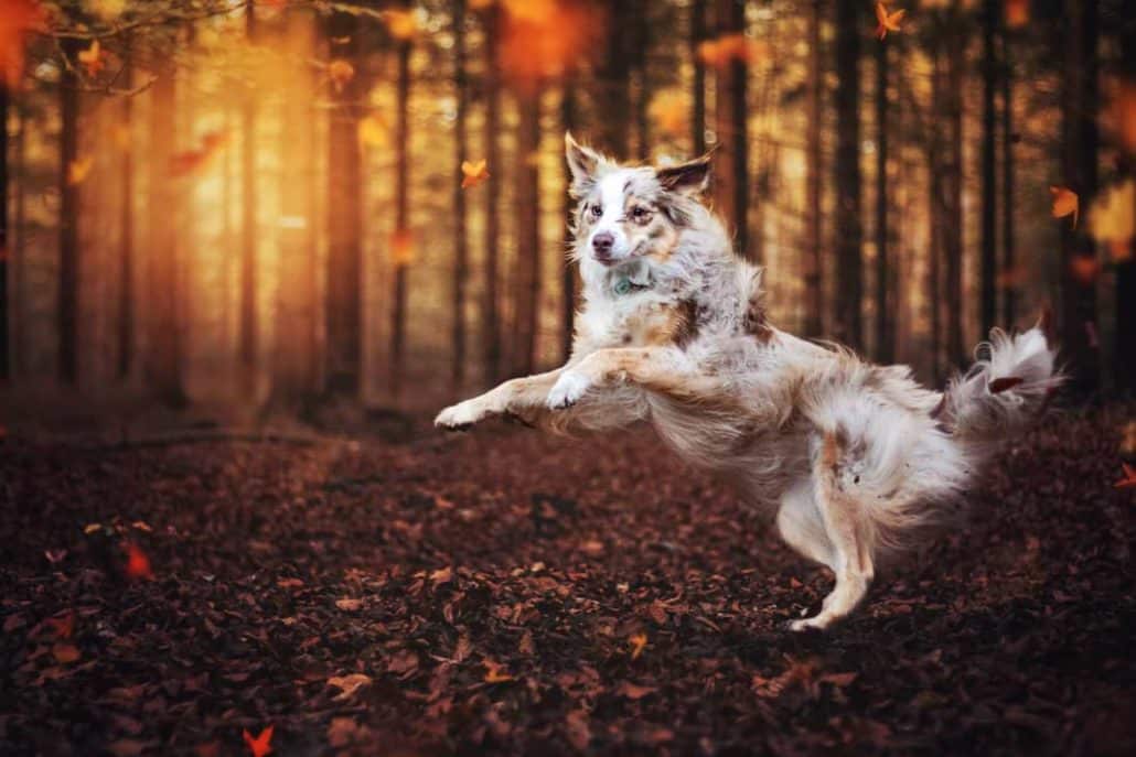 Hütehund