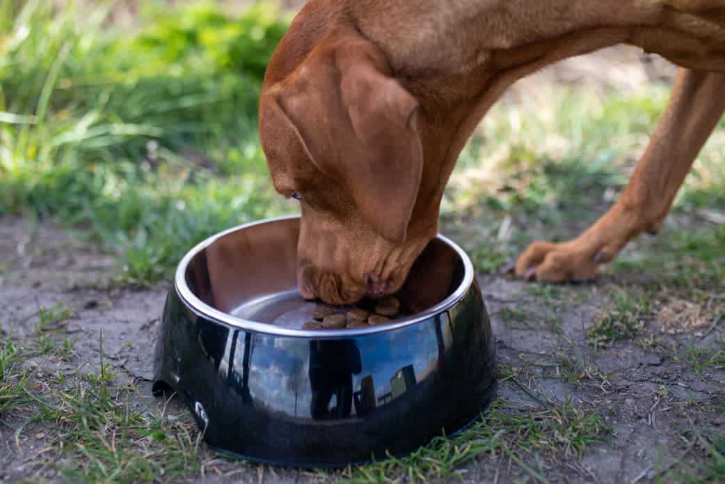 Hund frisst aus Napf