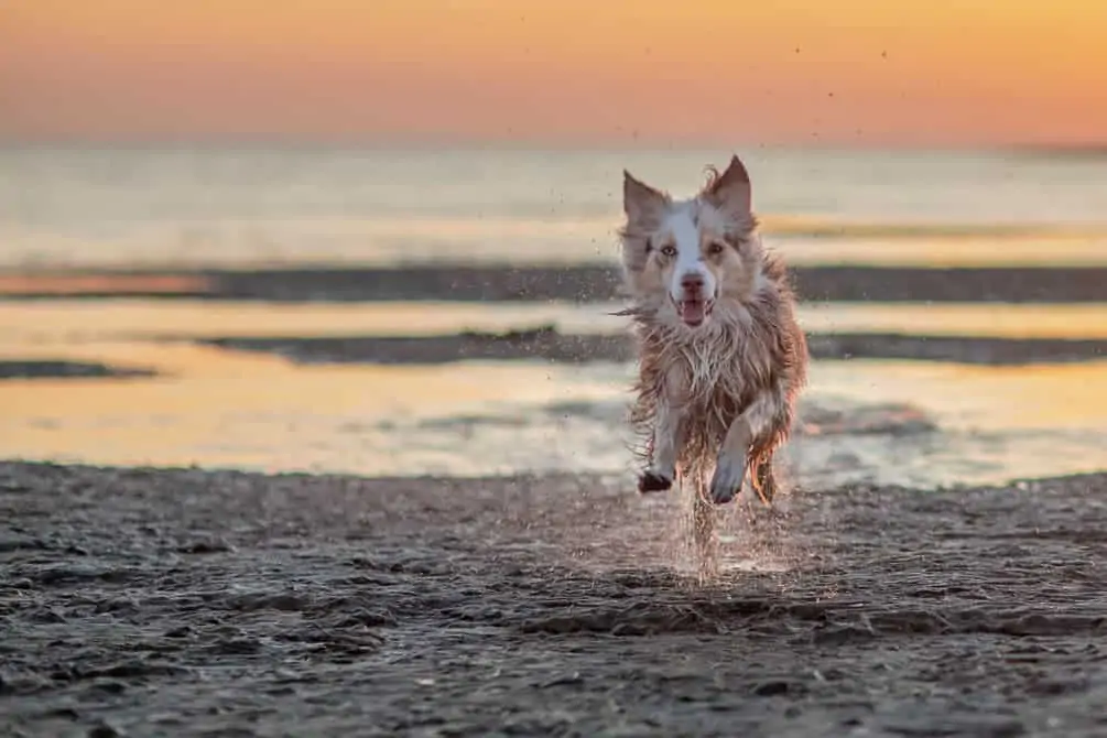 Glücklicher Hund läuft am Strand