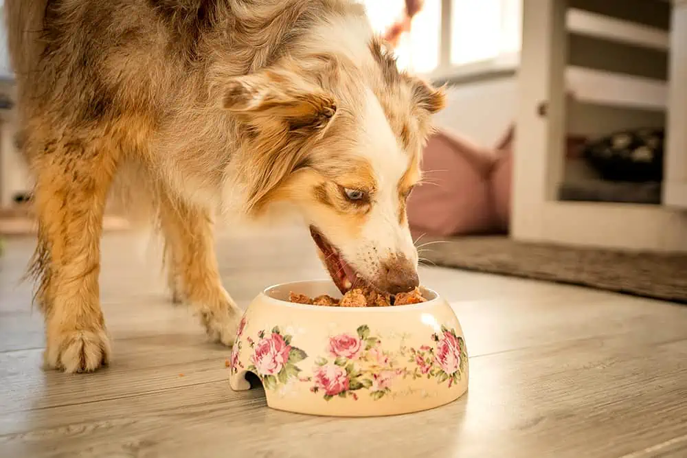 Hund frisst aus Napf RyDog Hundefutter