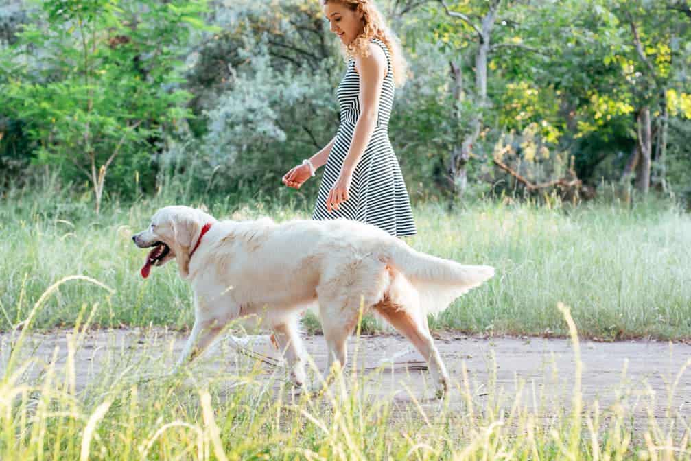 Longieren mit Hunden