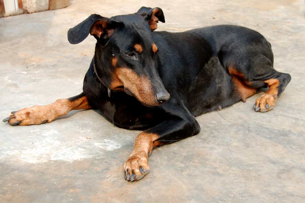 Herzinsuffizienz beim Hund