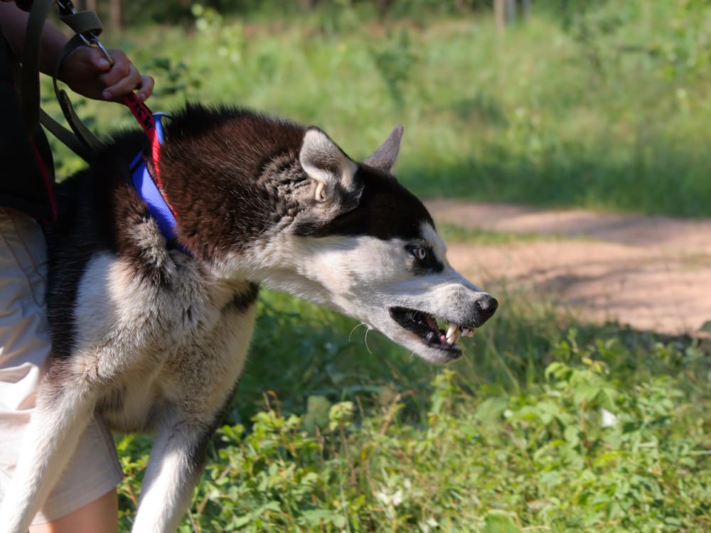 Social Walks aggressiver Hund