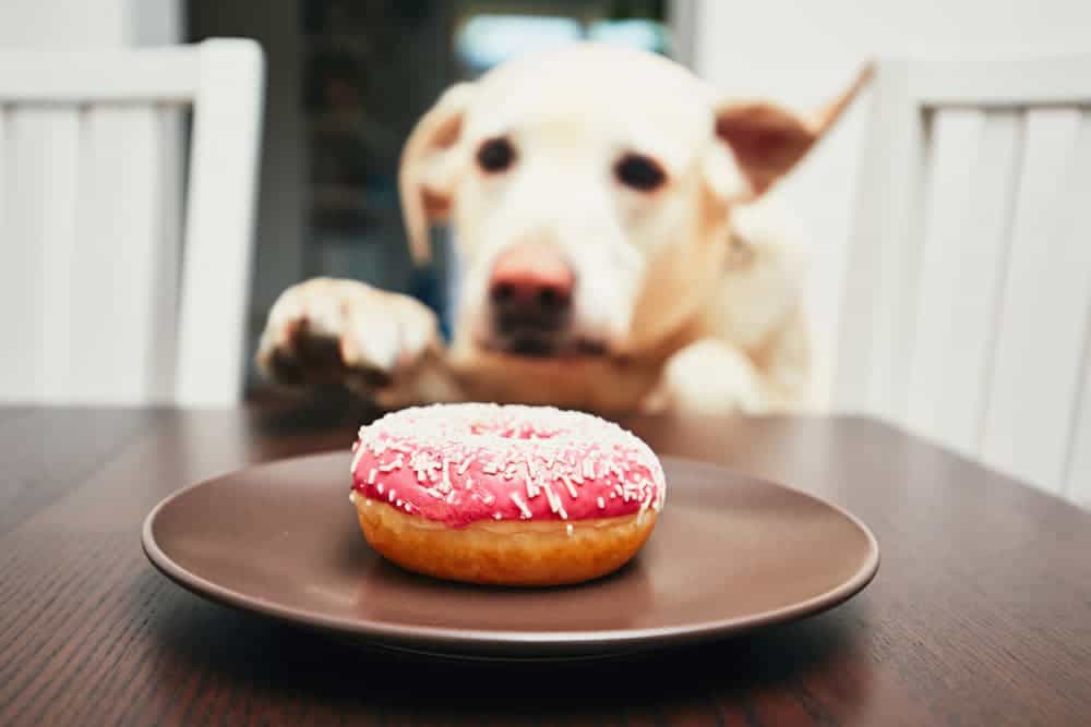 Hund klaut Donut
