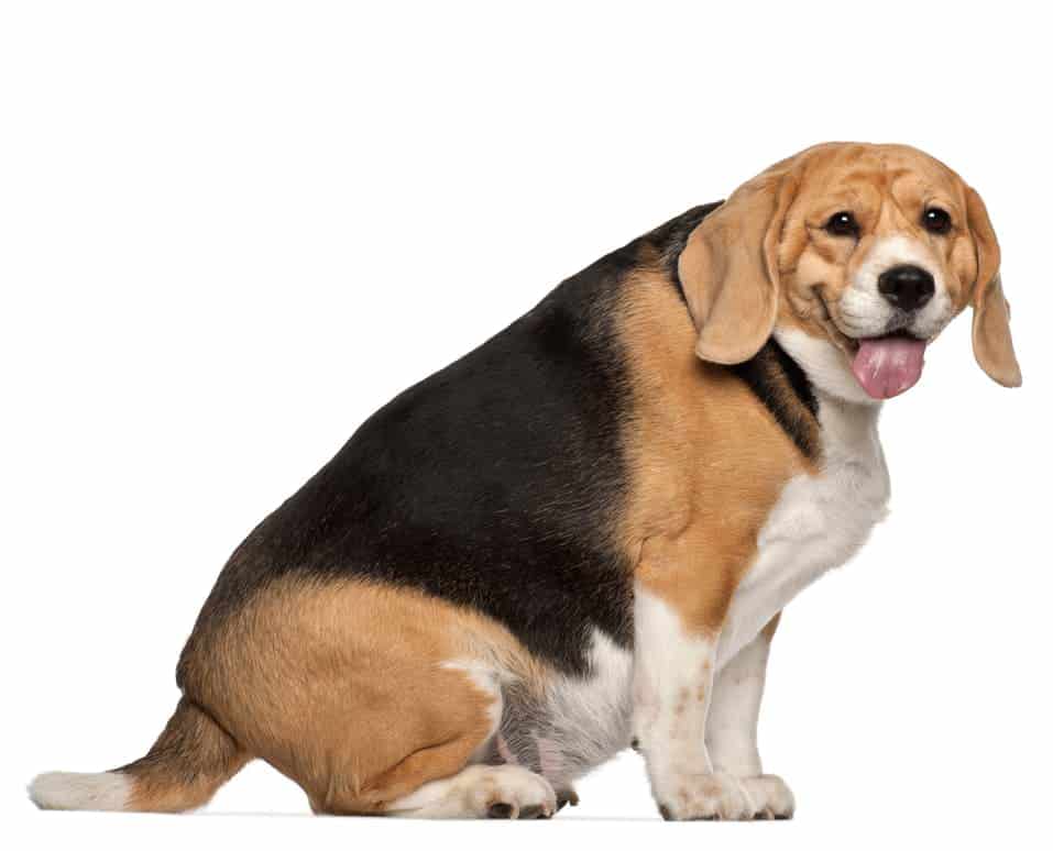Übergewichtiger Hund