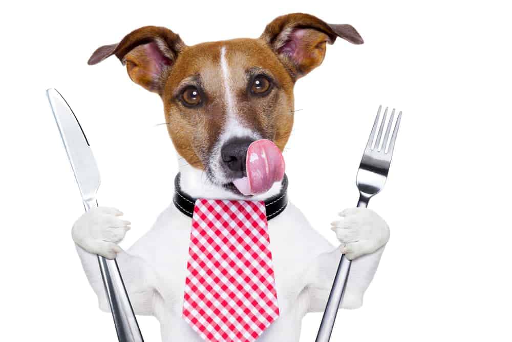 Hund hat Hunger - Diabetes mellitus