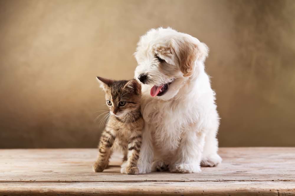 Kitten und Welpe