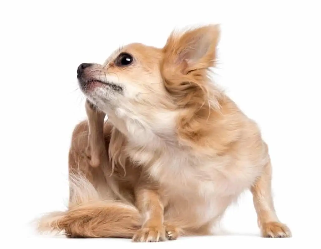 Hund kratzt sich