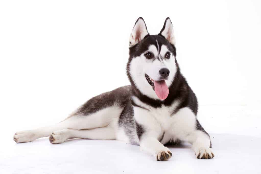 Rasseportrait Husky