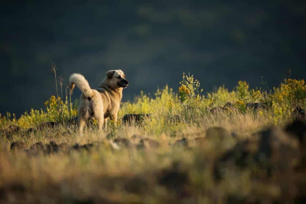 Kangal