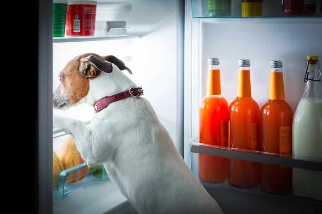 Hund stiehlt im Kühlschrank