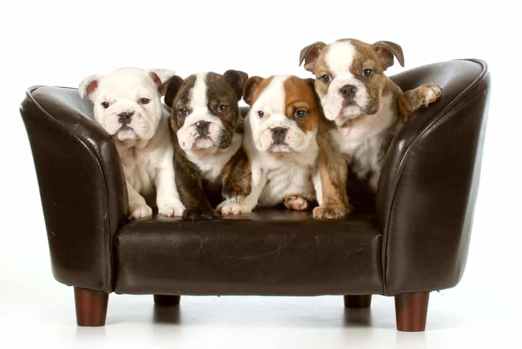 Englische Bulldogge Welpen
