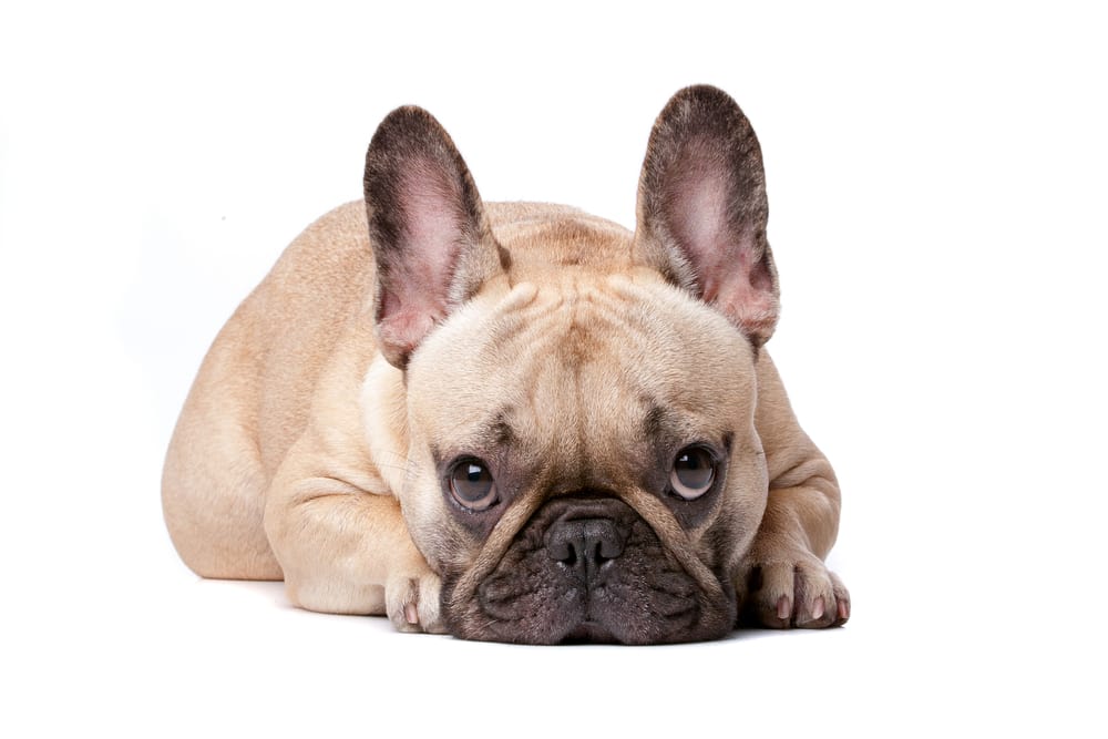 Französische Bulldoge Hundefutter Empfehlungen
