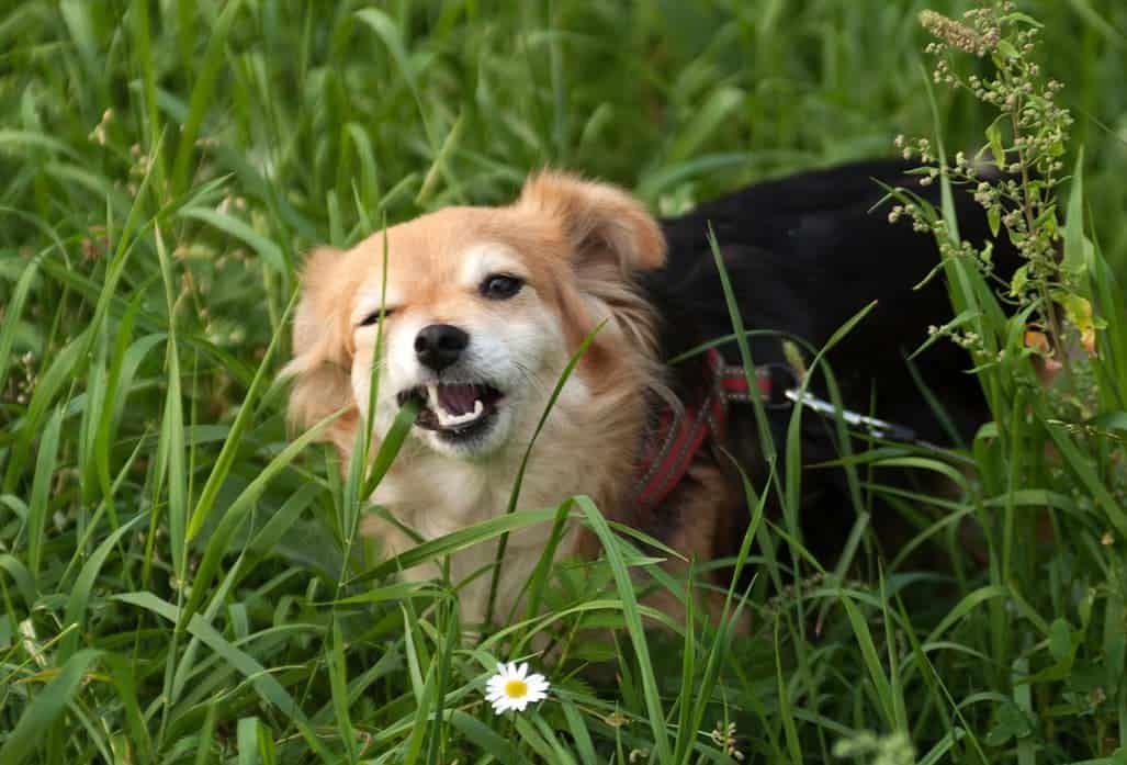 Dein Hund frisst Gras - was bedeutet das? | ohne Getreide