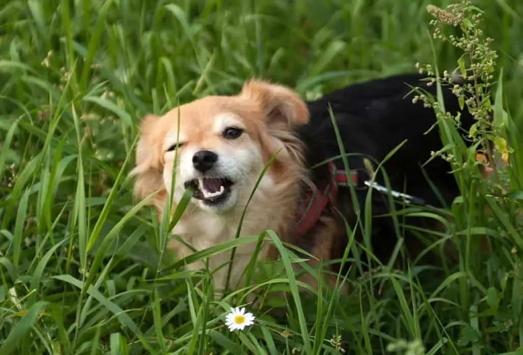 Hund frisst Gras