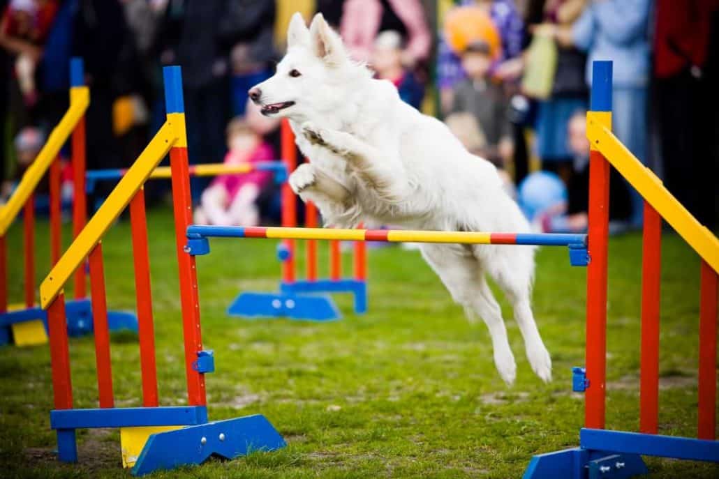 Agility Sprung