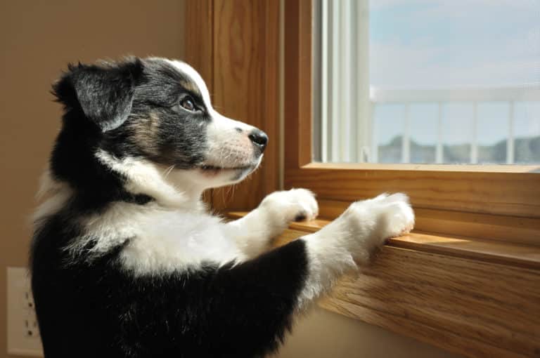 Hund heult unerwartet das sind die Ursachen und Gründe