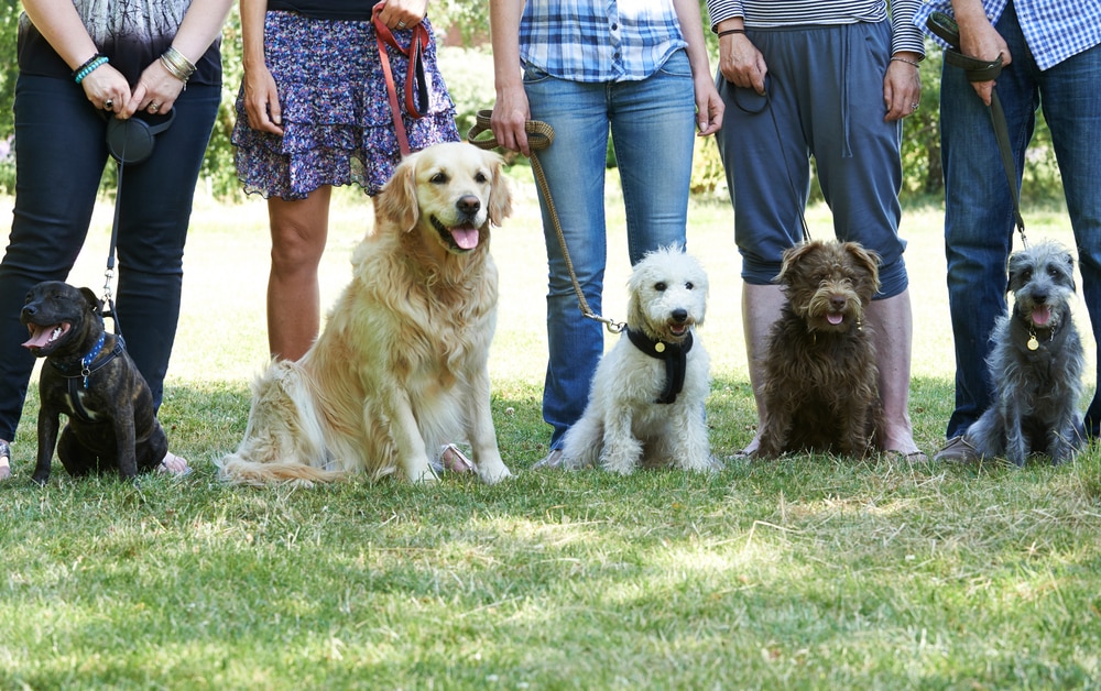 Hundehalter stehen eng zusammen Social Walks