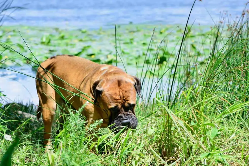 Hund frisst Gras