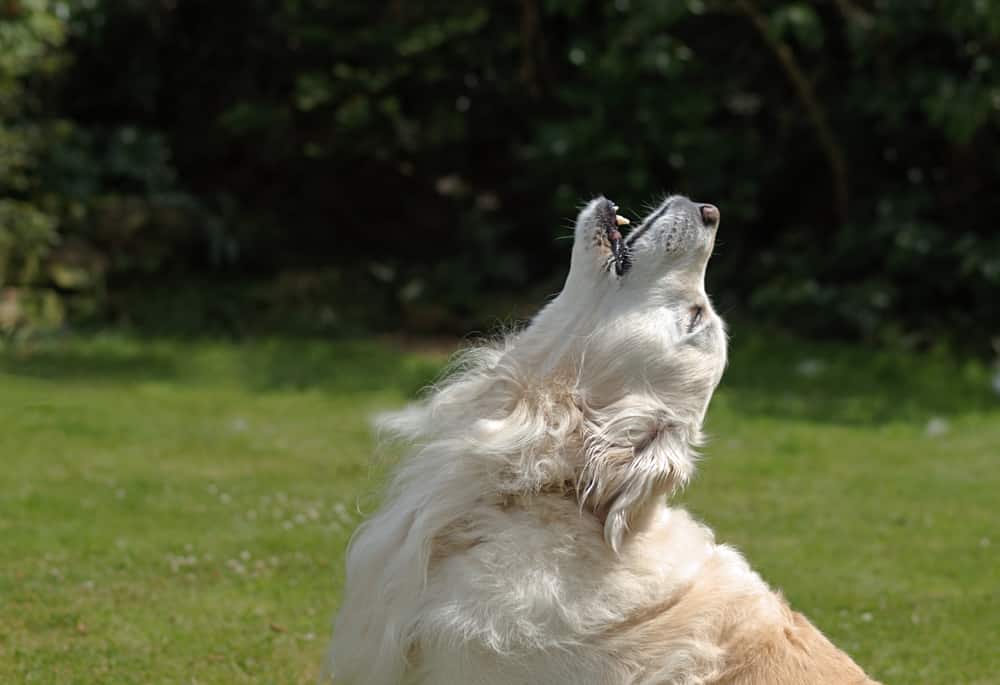 Hund heult unerwartet das sind die Ursachen und Gründe