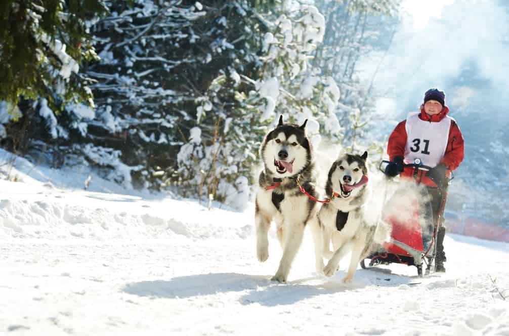 Huskies beim Schlittenhundrennen
