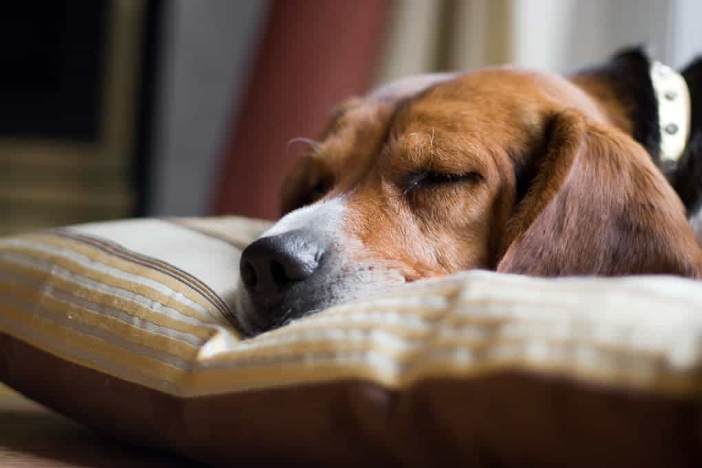 Immunsystem vom Hund stärken