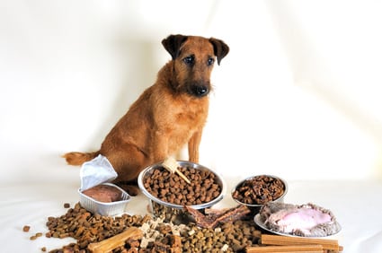 Hund mit verschiedenem Futter Kaltgepresstes Hundefutter Nass oder Trocken