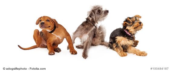 Hunde mit Futtermittelallergie Hypoallergenes Hundefutter