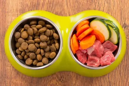 Bio Hundefutter Ratgeber