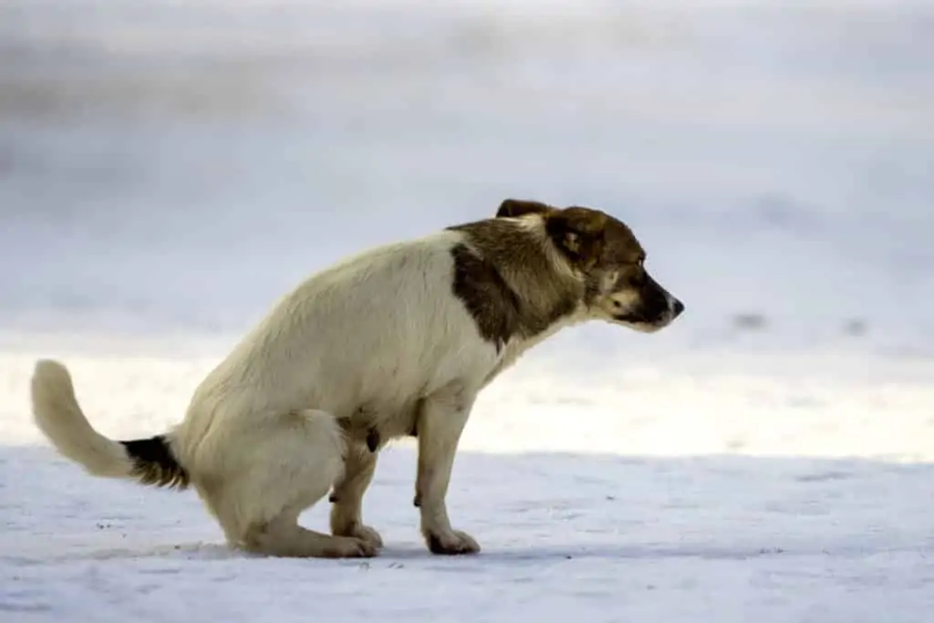 Heilerde für Hunde kann verstopfung verursachen Heilerde kann Verstopfung verursachen