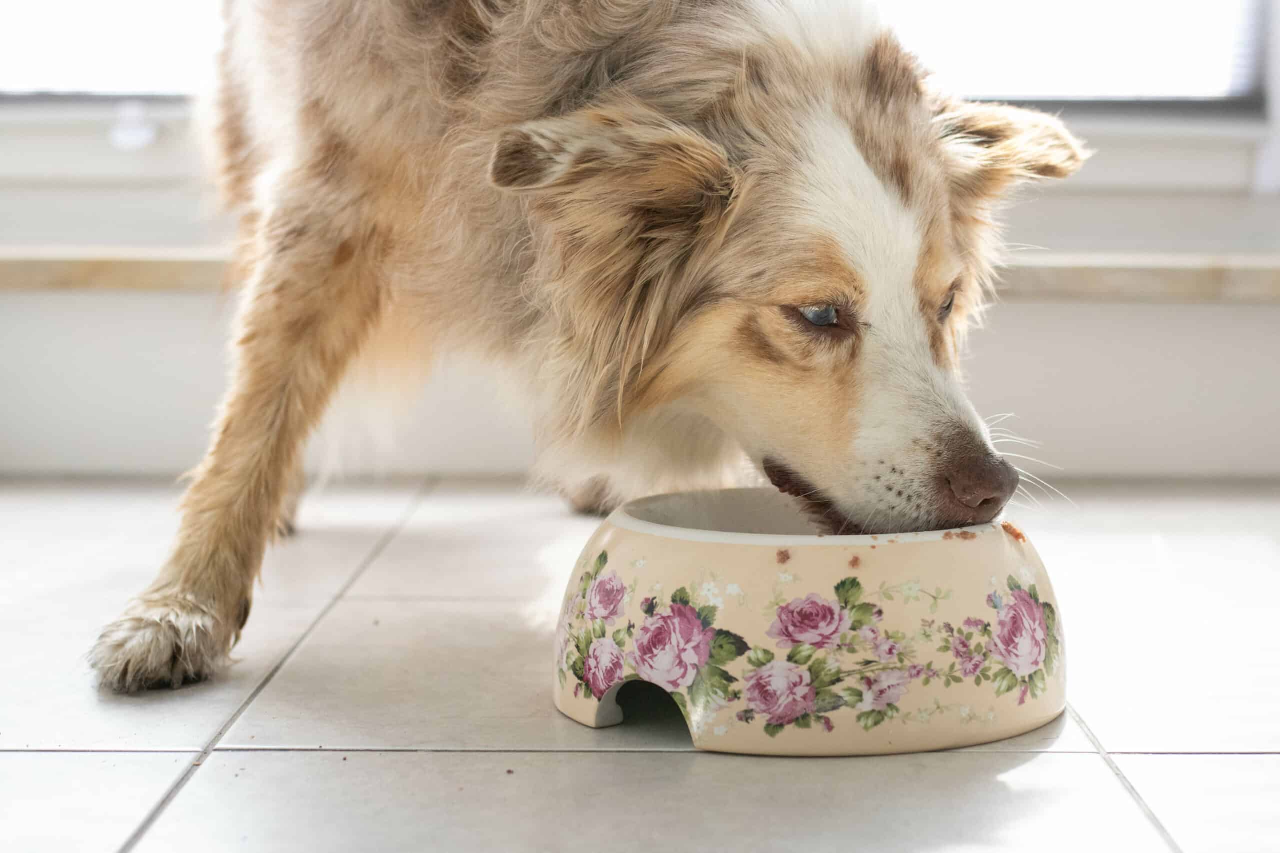 Knuffelwuff Lamm pur schmeckt