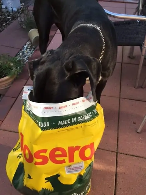 Josera Hundefutter Test - Jette schmeckt es!