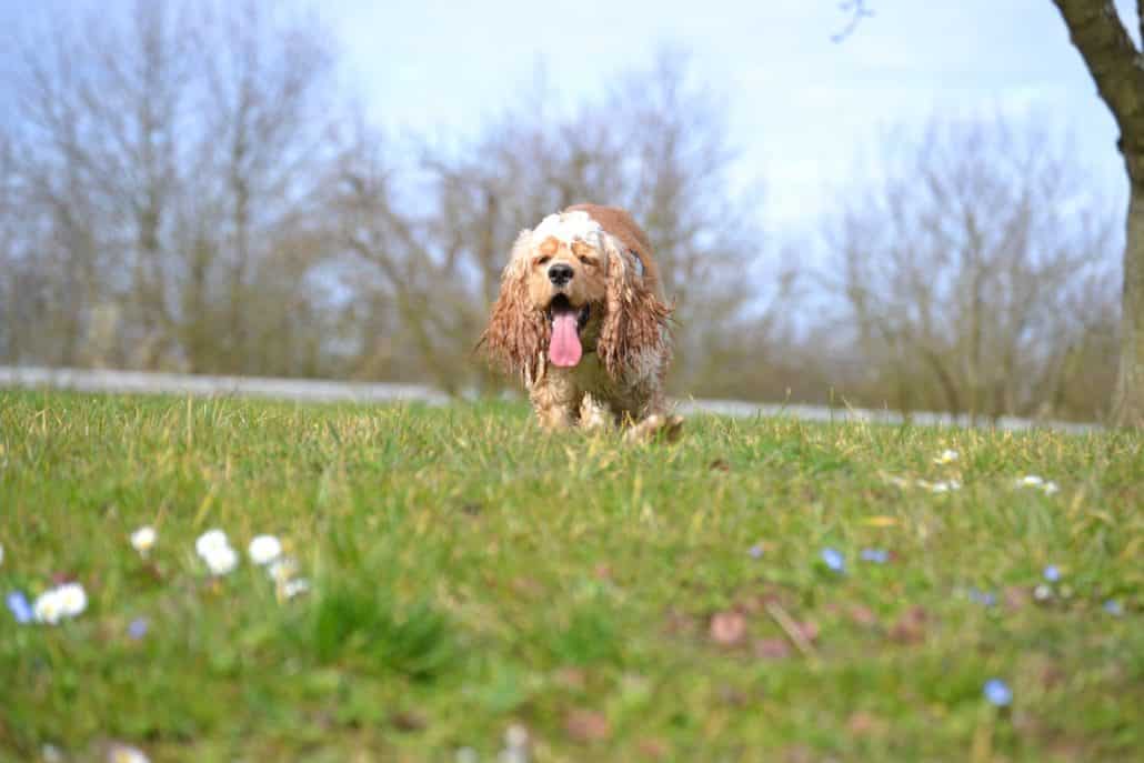 American Cocker Spaniel