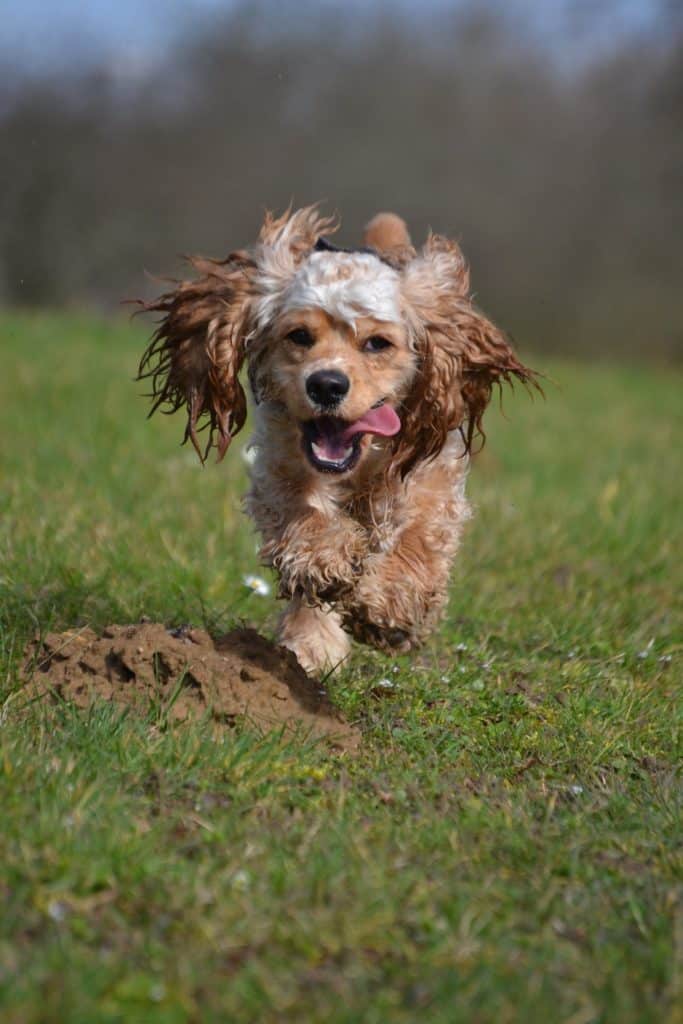 American Cocker Spaniel