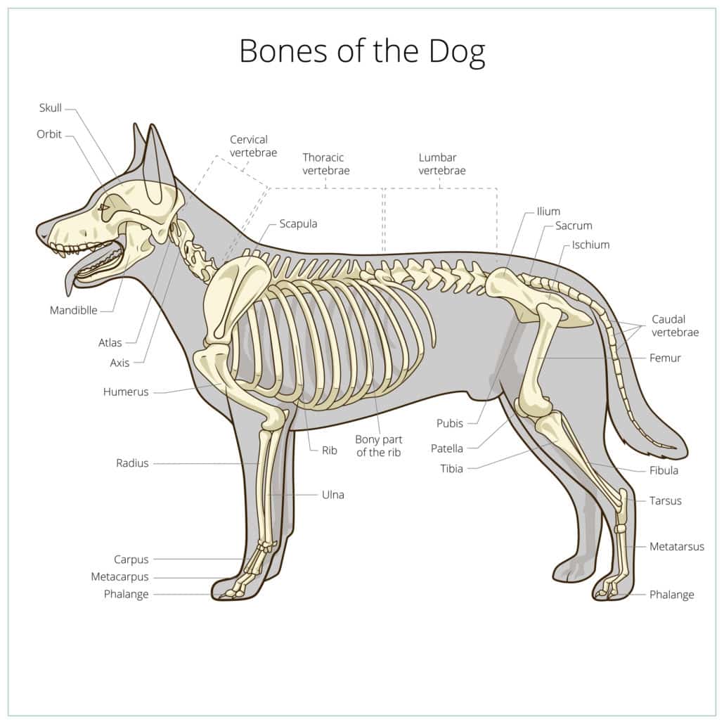 Teufelskralle für Hunde mit Arthrose