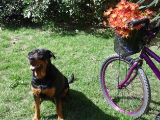 Hund und Fahrrad