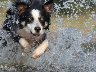 Border Collie im Wasser