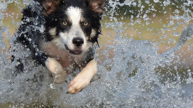 border-collie Border Collie im Wasser