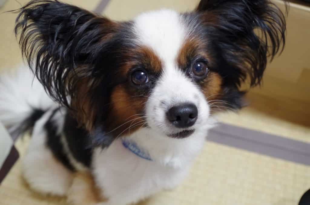 Papillo - Zwergspaniel
