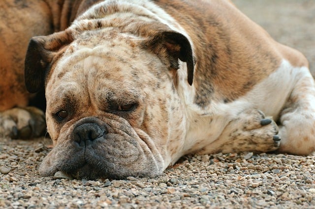 Übergewicht bei Hunden