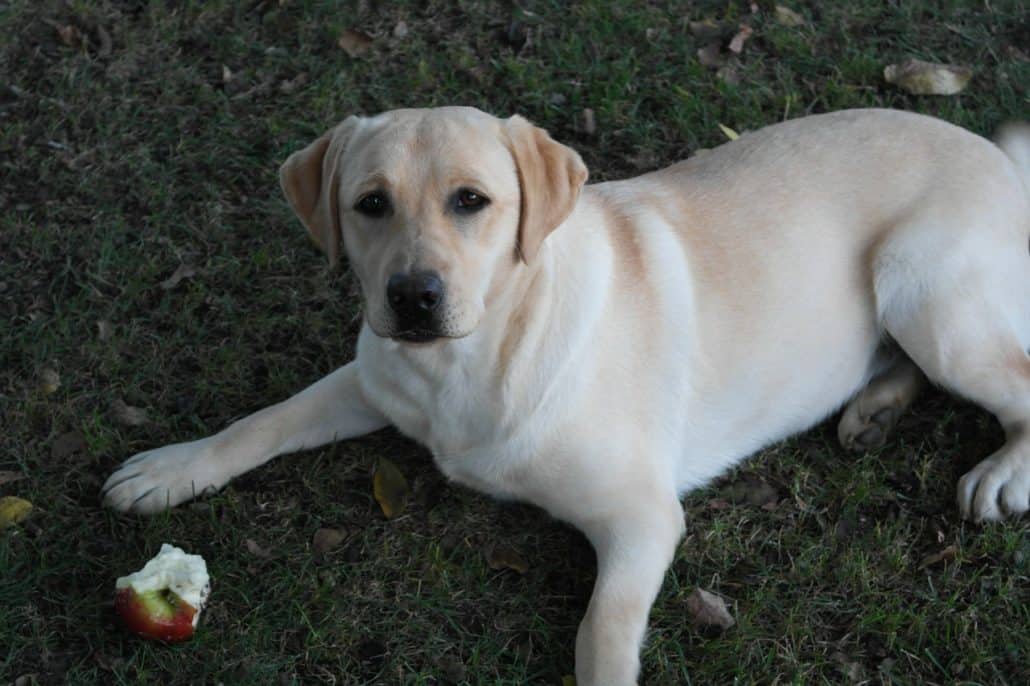 Dürfen Hunde Äpfel essen?