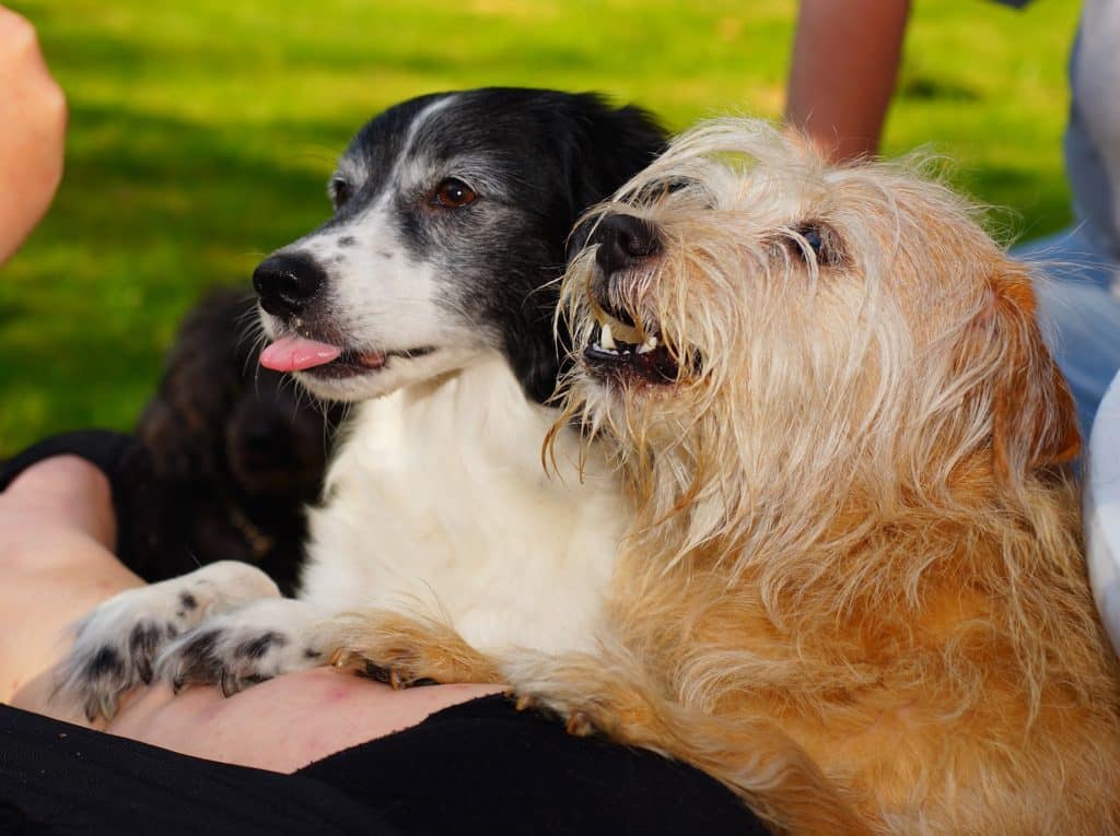 zwei Hunde warten auf Ihr Leckerlie