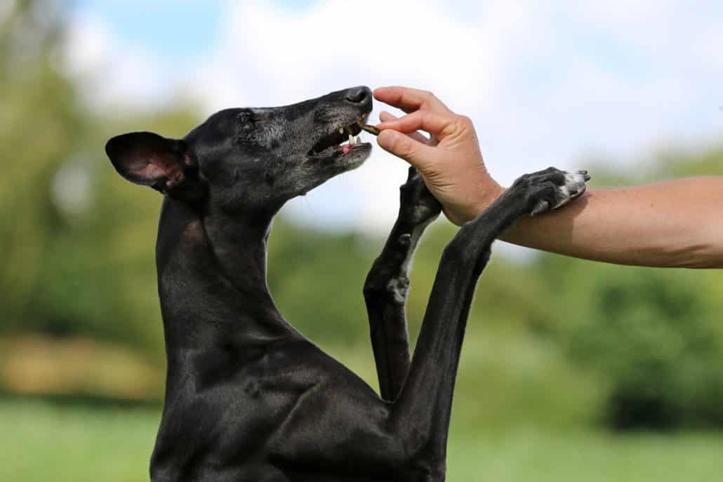 Hund holt sich sein Leckerlie ab