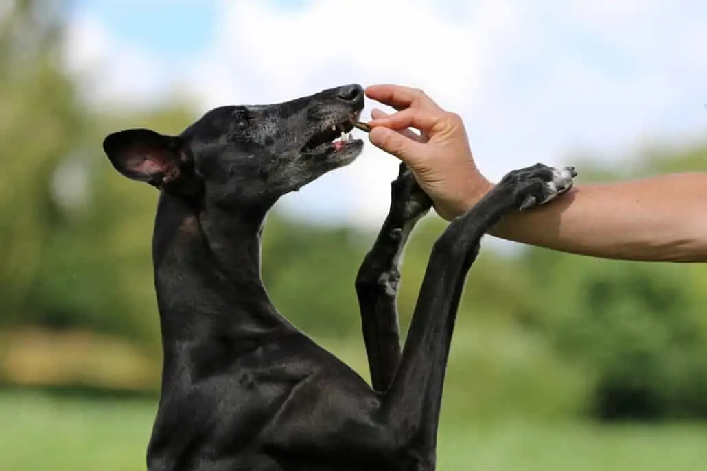 Hund holt sich sein Leckerlie ab