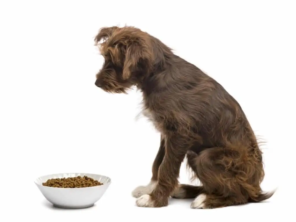 Ein Hund sitzt vor einem Napf mit Trockenfutter und frisst nicht