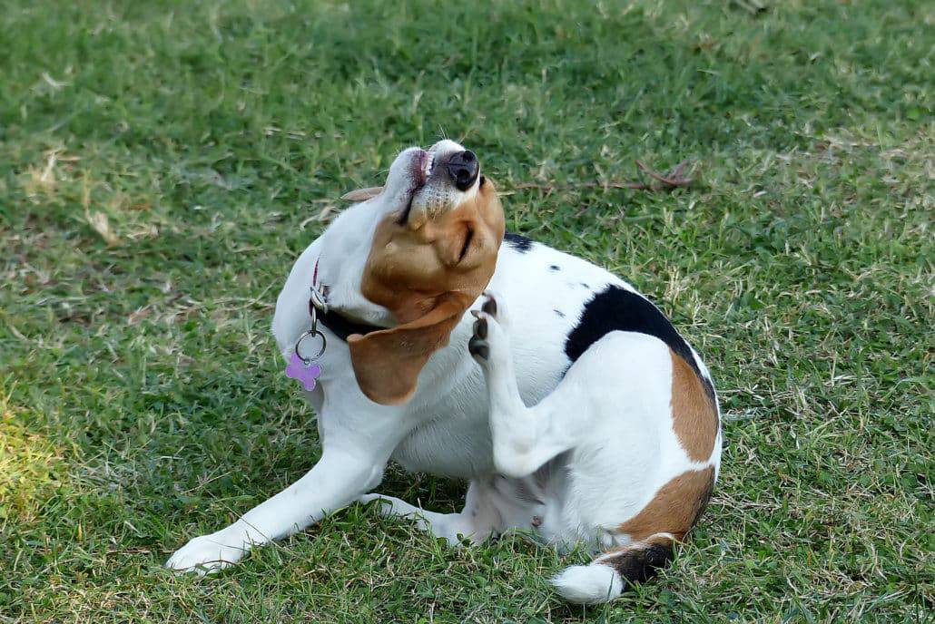 Hypoallergenes Hundefutter kann helfen.