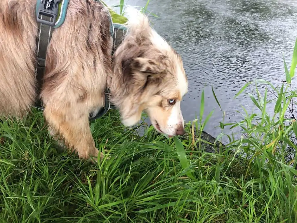Hund frisst Gras